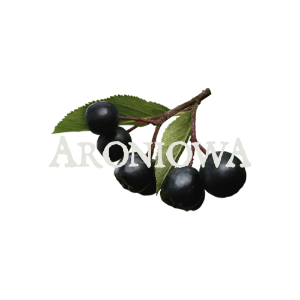 Aronia