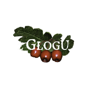 Głóg